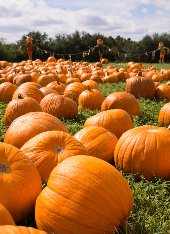 HALLOWEEN DREAM . fürchterlich leckere Kürbissuppe