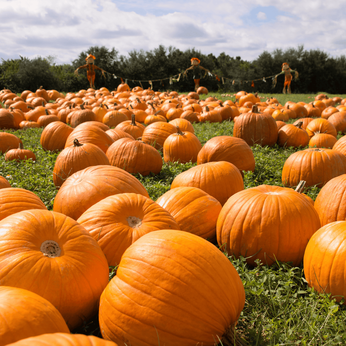 HALLOWEEN DREAM . fürchterlich leckere Kürbissuppe
