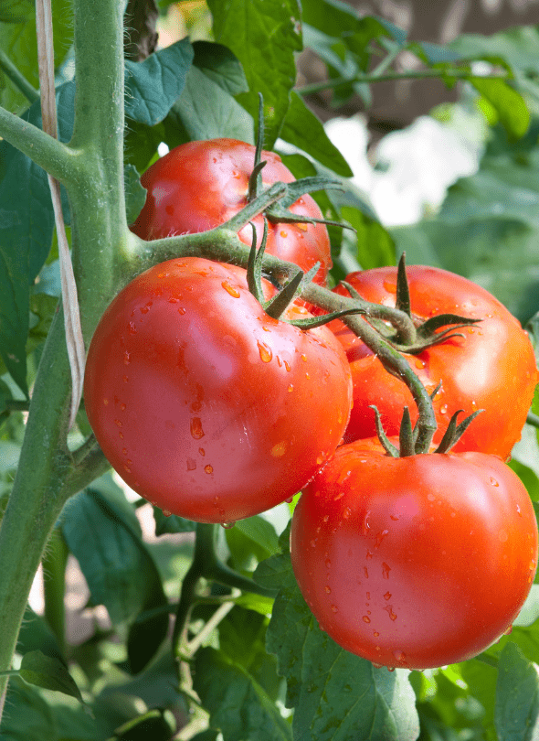 STRAUCHDIEB . Tomatencreme á la provencale