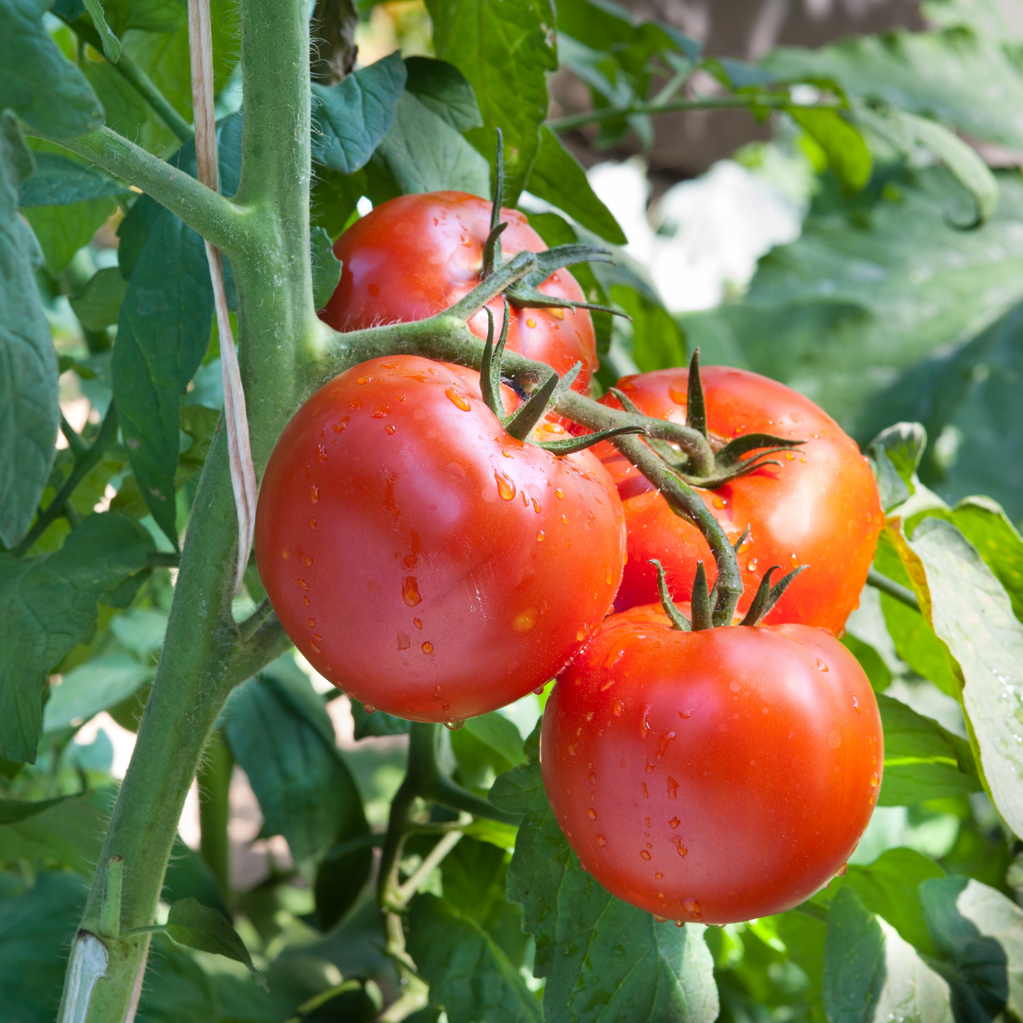 STRAUCHDIEB . Tomatencreme á la provencale