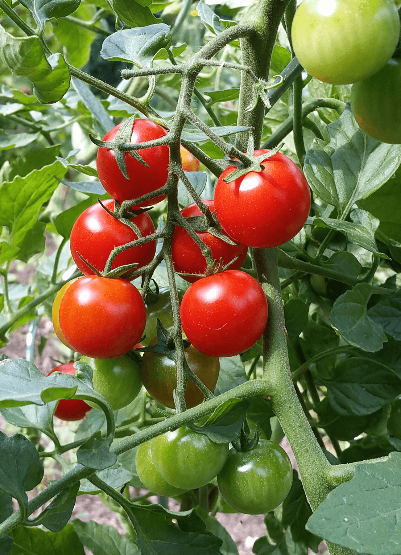 STRAUCHDIEB . Tomatencreme á la provencale