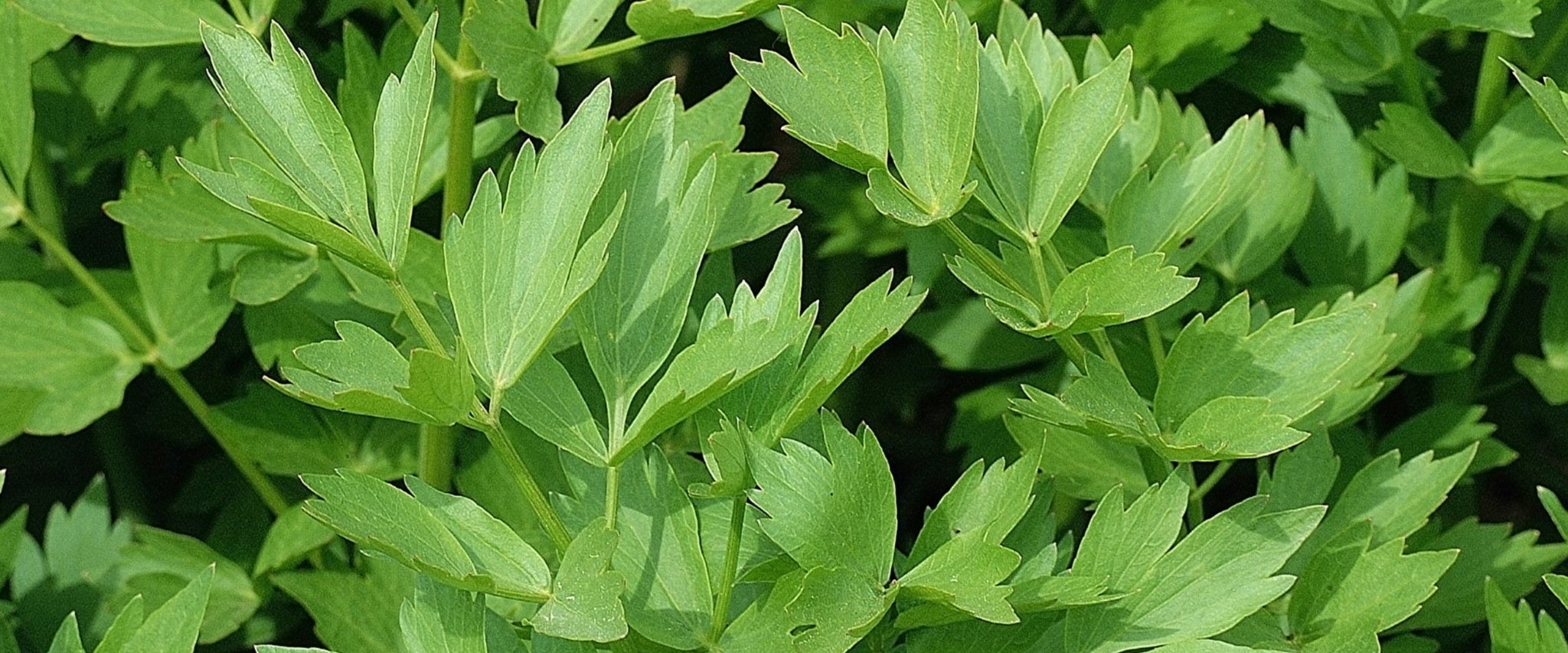 Maggi aus dem Garten? Die Wahrheit über unsere geheime Zutat
